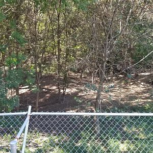 Rosamond Gifford - Red wolves