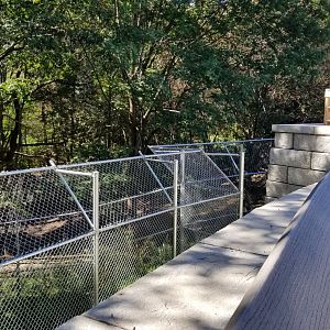 Rosamond Gifford - Red wolves