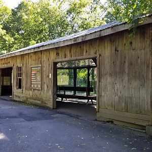 Rosamond Gifford - Amur tiger exhibit