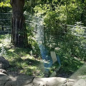 Rosamond Gifford - Amur tiger exhibit