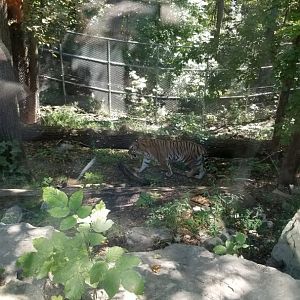 Rosamond Gifford - Amur tiger