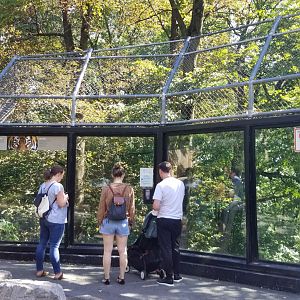 Rosamond Gifford - Amur tiger exhibit