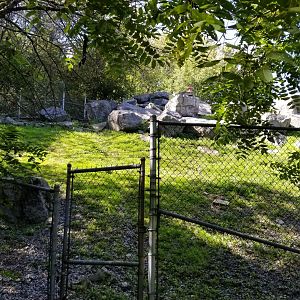 Rosamond Gifford - Markhor exhibit