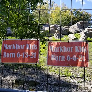 Rosamond Gifford - Markhor exhibit