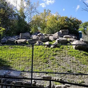 Rosamond Gifford - Markhor, at the very top