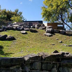 Rosamond Gifford - Sichuan takin exhibit