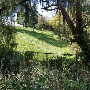 Rosamond Gifford - Gray wolf exhibit