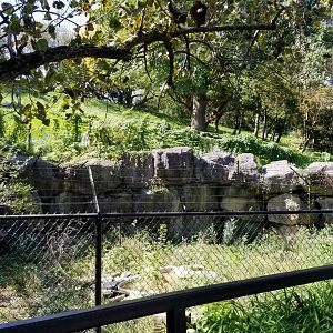 Rosamond Gifford - Gray wolf exhibit