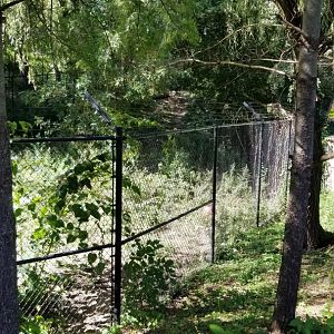 Rosamond Gifford - Gray wolf exhibit