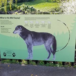 Rosamond Gifford - Gray wolf behavior sign