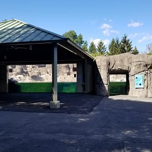 Rosamond Gifford - Huboldt penguins