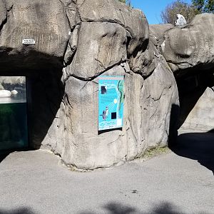 Rosamond Gifford - Huboldt penguins