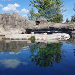 Rosamond Gifford - Huboldt penguins