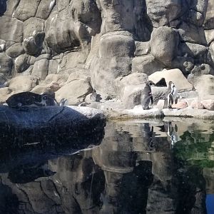 Rosamond Gifford - Huboldt penguins