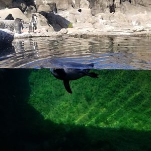 Rosamond Gifford - Huboldt penguins