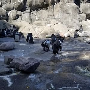 Rosamond Gifford - Huboldt penguins