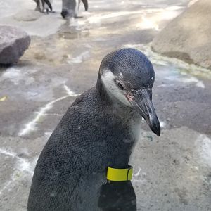 Rosamond Gifford - young Huboldt penguin