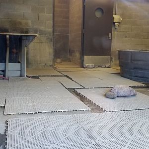 Rosamond Gifford - Huboldt penguin building