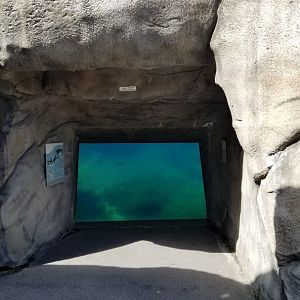 Rosamond Gifford - Huboldt penguins