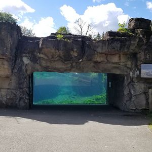 Rosamond Gifford - Huboldt penguins