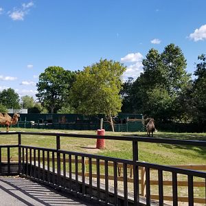 Rosamond Gifford - Bactrian camels