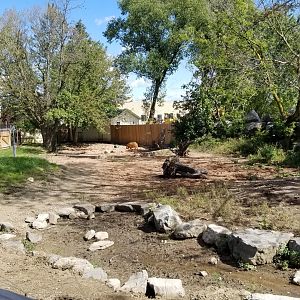 Rosamond Gifford - Red river hogs