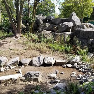 Rosamond Gifford - Red river hog exhibit corner/Bactrian camels