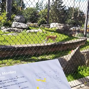 Rosamond Gifford - Primate Park rotating exhibit, Patas