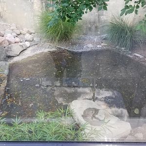 Rosamond Gifford - Komodo dragon / tropical aviary