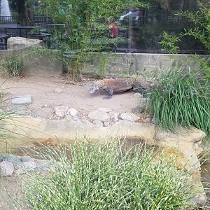 Rosamond Gifford - Komodo dragon / tropical aviary