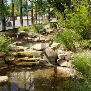 Rosamond Gifford - Komodo dragon / tropical aviary