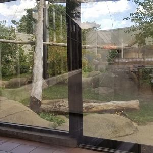 Rosamond Gifford - Amur leopard exhibit