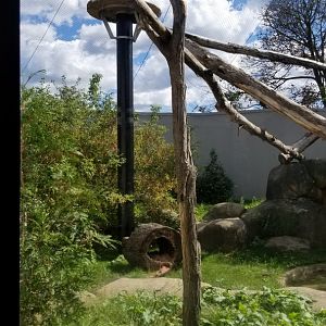 Rosamond Gifford - Amur leopard