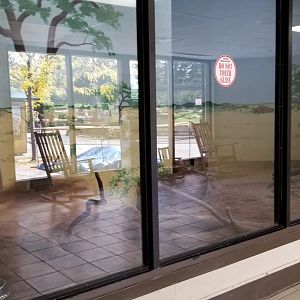 Rosamond Gifford - Meerkats