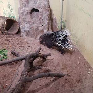Rosamond Gifford - Porcupine in meerkat exhibit