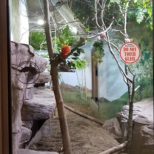 Rosamond Gifford - African Aviary