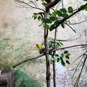 Rosamond Gifford - African Aviary