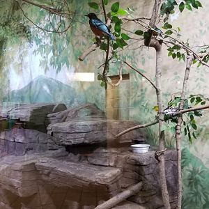 Rosamond Gifford - African Aviary