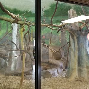 Rosamond Gifford - Black & white ruffed lemur