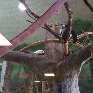 Rosamond Gifford - Black & white ruffed lemur