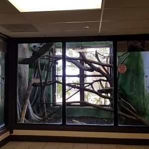 Rosamond Gifford - North American porcupine