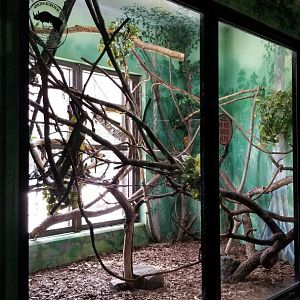 Rosamond Gifford - Golden lion tamarins