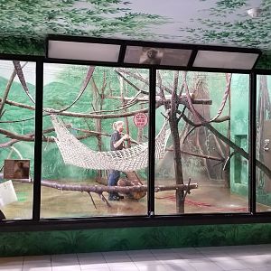 Rosamond Gifford - Patas monkey exhibit