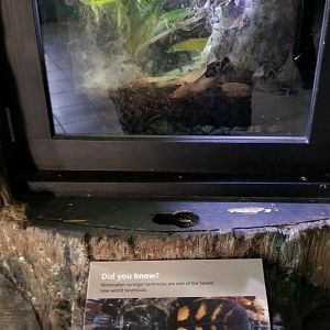 Rosamond Gifford - Venezuelan suntiger tarantula