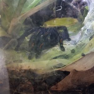 Rosamond Gifford - Venezuelan suntiger tarantula