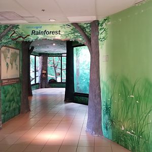 Rosamond Gifford - Rainforest section (tamarins, patas)