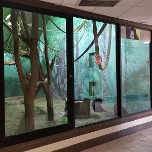 Rosamond Gifford - Siamangs