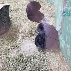 Rosamond Gifford - Siamangs