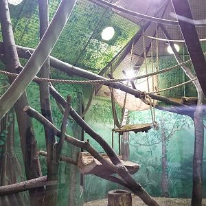 Rosamond Gifford - Siamangs