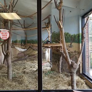 Rosamond Gifford - Colobus